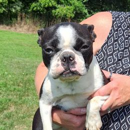 Dottie - Boston Terrier