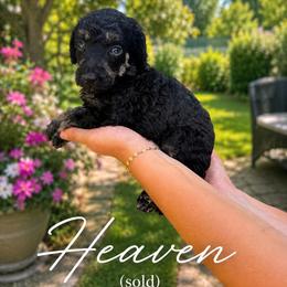 Heaven - Phantom female Poodle puppy in Washington, Pennsylvania from Patriotic Poodles