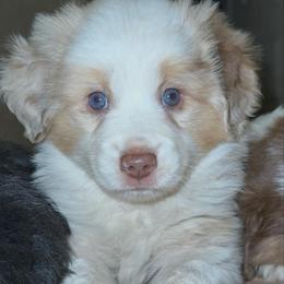Fable - Red merle male Miniature Australian Shepherd puppy in Shingletown, California from Whiskeytown Aussies