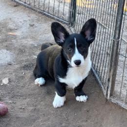 Girl 4 - Black and white female Cardigan Welsh Corgi puppy in Huntington Beach, California from Lucky Puppies