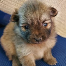 Jade - Wolf sable female Pomeranian puppy in Bellevue, Iowa from Fluffy Wonders Poms and Doodles
