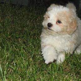 Pomeranian and Shichon Puppies from Smallstar puppys