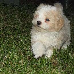 Pomeranian and Shichon Puppies from Smallstar puppys