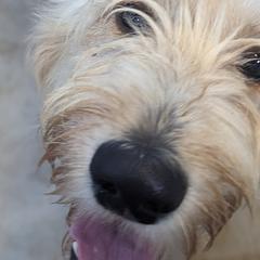 Girl 3 - Cream Goldendoodle puppy in Texas from Hoppi Sensory Doodles