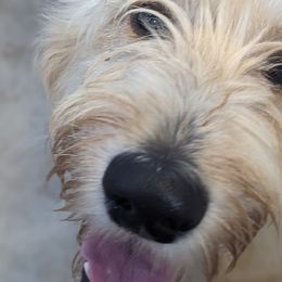 Girl 3 - Cream Goldendoodle puppy in Texas from Hoppi Sensory Doodles