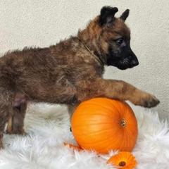 Belgian Laekenois Puppies from Cal Curly Coats Belgian Laekenois