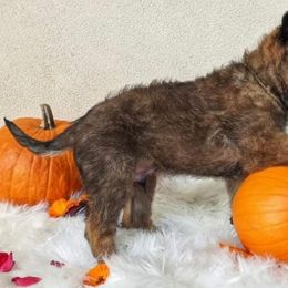 Belgian Laekenois Puppies from Cal Curly Coats Belgian Laekenois