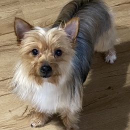 Yorkshire Terriers from Garcia’s Fur Babies