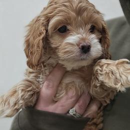 Red Female - Red and white female Cockapoo puppy in Mocksville, North Carolina from Hunting Creek Farm & Kennel