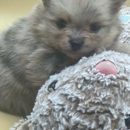 Precious - Chocolate merle female Pomeranian puppy in Brentwood, California from Royalpawpoms