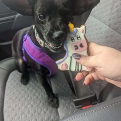 Mavis - Xoloitzcuintli