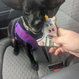 Mavis - Xoloitzcuintli