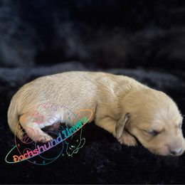 Cetus - Cream male Dachshund puppy in Peyton, Colorado from Dachshund Universe