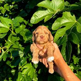 Charming - Golden male Cockapoo puppy in Millville, California from Hope Lane Kennels