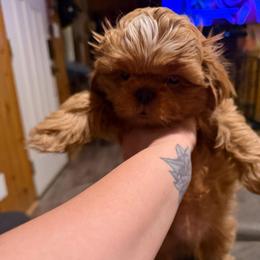 Bucky - Red male Shih Tzu puppy in Running Springs, California from Amanda's Shih Tzus