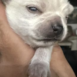 Viserys - Cream male Chihuahua puppy in Fort Myers, Florida from Gulfshore Chihuahuas