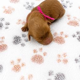 Aussiedoodle, Bernedoodle, Cavapoo, Goldendoodle, and Newfypoo Puppies from Haaspawz