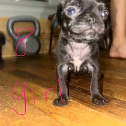 Girl - Black female Pug puppy in Gilmer, Texas from Texas Pugs
