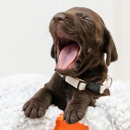 Remi - German Shorthaired Pointer puppy from Moore Family GSPs