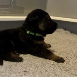 Boy 1 - Black and red male German Shepherd puppy in Wausau, Wisconsin from Northwinds German Shepherds