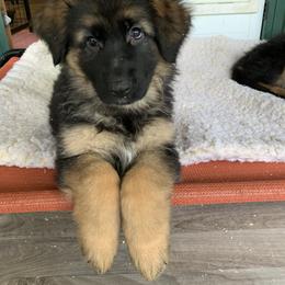 Orange Collar Girl - Black and red German Shepherd puppy in Vandalia, Michigan from Vom Friedenswald