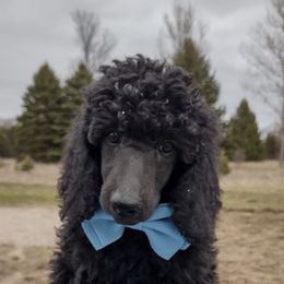 Orange - Poodle puppy in Paris, Michigan from Meeker's Ridge
