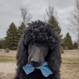 Orange - Poodle puppy in Paris, Michigan from Meeker's Ridge