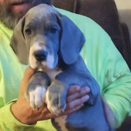 Great Dane Puppies from Thomas Family Danes