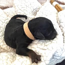 Gristle - Phantom male Goldendoodle puppy in Fairwood, Washington from Goldendoodles on the Prairie
