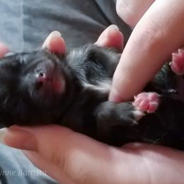 Pomeranian Puppies from Pawsome Poms