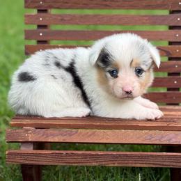 Mismark Merle - Blue merle and white female American Corgi puppy in Nashville, Arkansas from Whisenhunt Farms