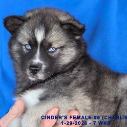 CINDER'S FEMALE 5 - Black and white female Siberian Husky puppy in Manilla, Iowa from Bruck's Siberian Huskies