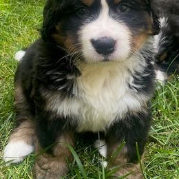 Artemis - Black rust and white Bernese Mountain Dog puppy in Raleigh, North Carolina from Blue Ridge Mountains - Bernese Mountain Dog Pups