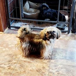 Honeybear - Shih Tzu