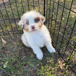 Mickey - Red merle male Australian Shepherd puppy in Hammond, Louisiana from Gold Ring Australian Shepherds
