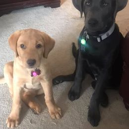 Dilute Retriever Puppies from Palmetto Moon Labradors