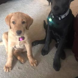 Dilute Retriever Puppies from Palmetto Moon Labradors