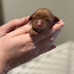 Cavalier King Charles Spaniel Puppies from 5dubs Cavaliers