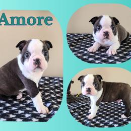 Amore - Seal and white male Boston Terrier puppy in Rogersville, Alabama from Angel's Boston Terriers and French Bulldog