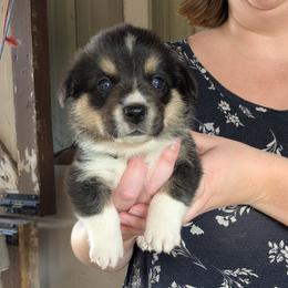 Boy 3 - Black and tan male Pembroke Welsh Corgi puppy in Edinburgh, Indiana from J Bar M Corgis