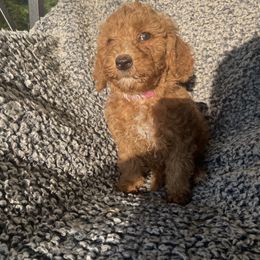 Bernedoodle, Goldendoodle, and Shih Tzu Puppies from TrueLine kennels