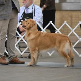 Bryn - Golden Retriever