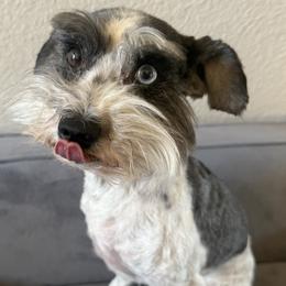 Gator - Miniature Schnauzer