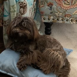 Rosalie - Shih Tzu