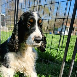 Betsy - English Springer Spaniel