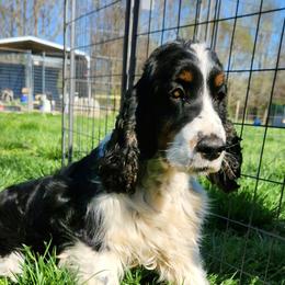 Betsy - English Springer Spaniel