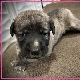 Pink - Brindle female Anatolian Shepherd Dog puppy in Clark, Wyoming from Fyne Acres