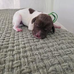 Green Boy - Liver and white male German Shorthaired Pointer puppy in Nampa, Idaho from Heart Mountain Cavaliers & Floating Feathers Kennel