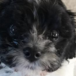 Cavapoos from Cavapoos of Lake Waco
