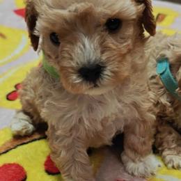 Pooh Bear - Cream male Cavapoo puppy in Dallas, Texas from Halo's Heroes Doodles